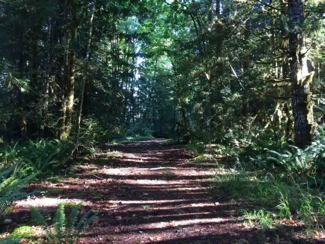 forest1