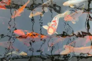 koi, fish, carp-5277241.jpg