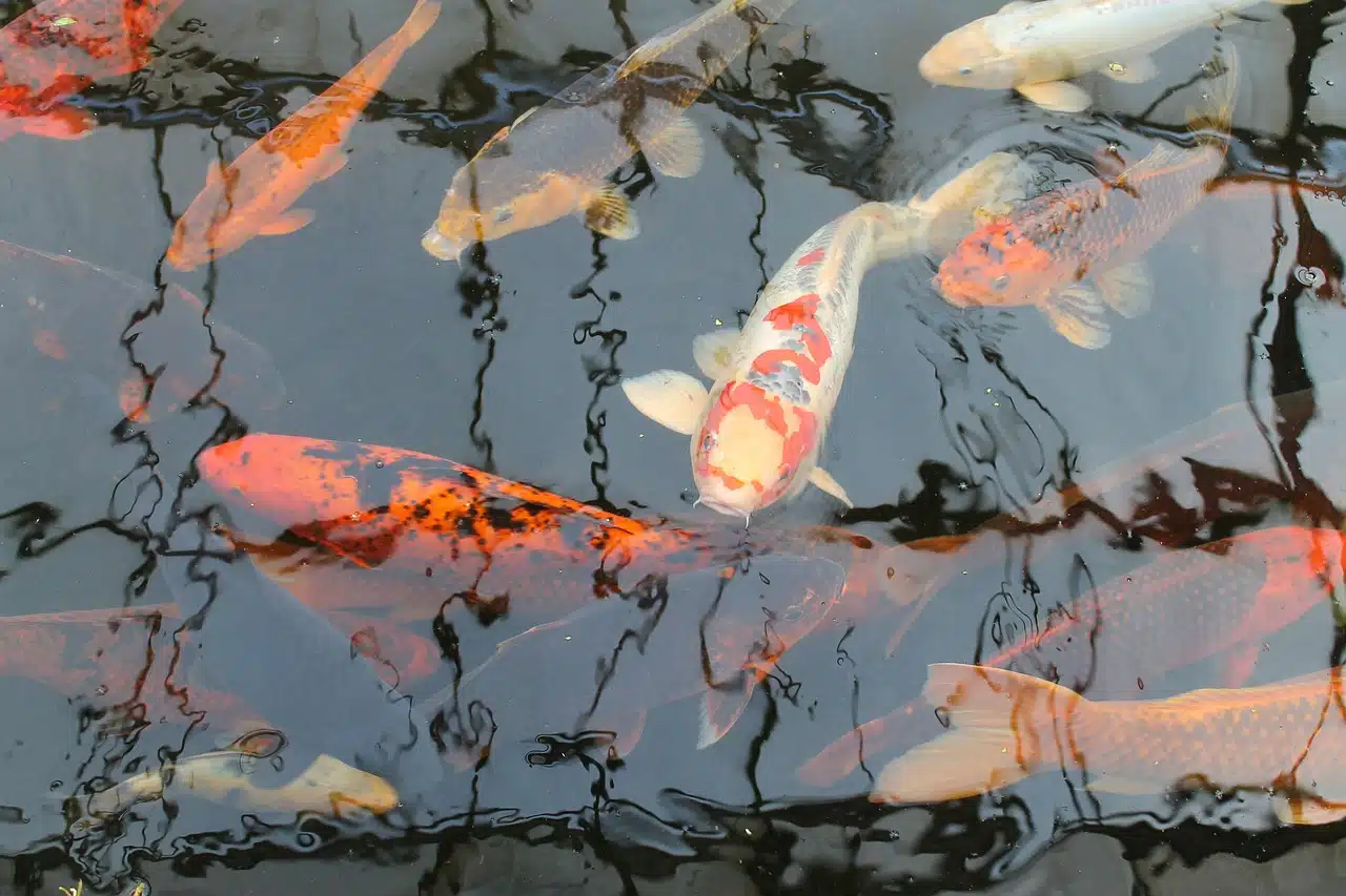 koi, fish, carp-5277241.jpg